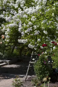 Rosa (K) 'Kew Rambler' - 4 Ltr pot - image 5