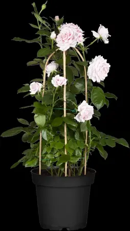 Rosa (K) 'Kew Rambler' - 4 Ltr pot - image 4