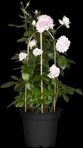 Rosa (K) 'Kew Rambler' - 4 Ltr pot - image 4