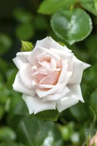 Rosa (K) 'New Dawn' - 2 Ltr, 4 canes - image 2