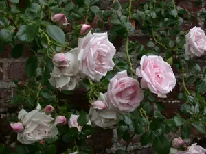 Rosa (K) 'New Dawn' - 2 Ltr, 4 canes - image 4