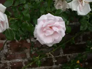 Rosa (K) 'New Dawn' - 100-125 CM C5 CANED - image 3