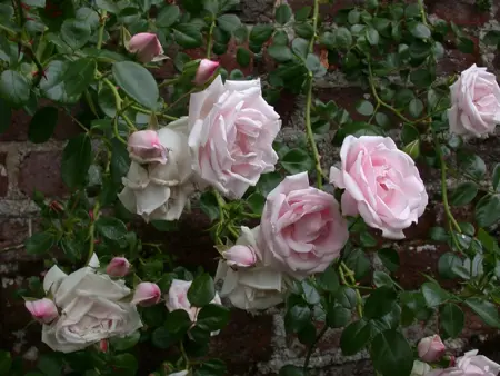 Rosa (K) 'New Dawn' - 100-125 CM C5 CANED - image 4