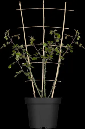 Rosa (K) 'New Dawn' - 2 Ltr, 4 canes - image 1