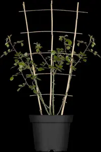 Rosa (K) 'New Dawn' - 4 Ltr pot - image 1