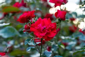 Rosa (K) 'Parkdirektor Riggers' - 4 Ltr pot