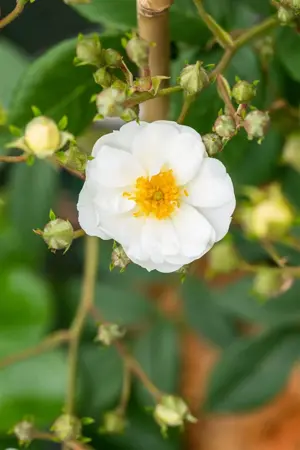 Rosa (K) 'Rambling Rector' - 4 Ltr pot - image 2