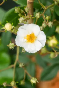 Rosa (K) 'Rambling Rector' - 4 Ltr pot - image 2