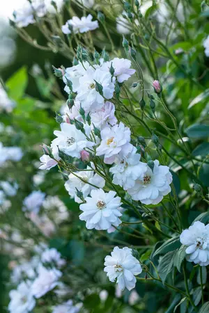 Rosa (K) 'Rambling Rector' - 200-250 CM C20 3 CANE - image 3