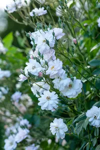 Rosa (K) 'Rambling Rector' - 200-250 CM C20 3 CANE - image 3