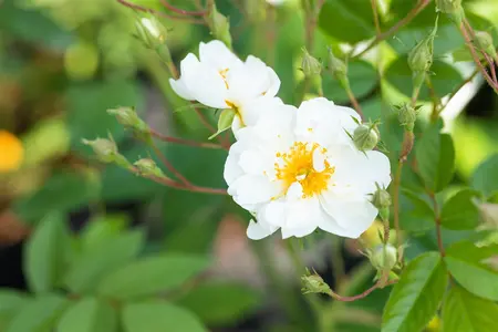 Rosa (K) 'Rambling Rector' - 200-250 CM C20 3 CANE - image 4