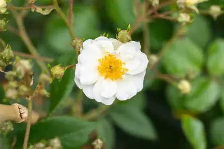 Rosa (K) 'Rambling Rector' - 4 Ltr pot - image 1