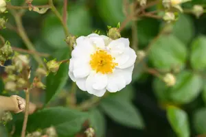Rosa (K) 'Rambling Rector'