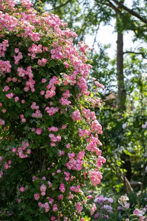 Rosa (K) 'Raubritter' - 4 Ltr pot - image 4
