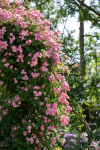 Rosa (K) 'Raubritter' - 4 Ltr pot - image 4