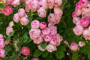 Rosa (K) 'Raubritter'