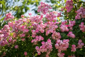 Rosa (K) 'Raubritter' - 4 Ltr pot - image 2