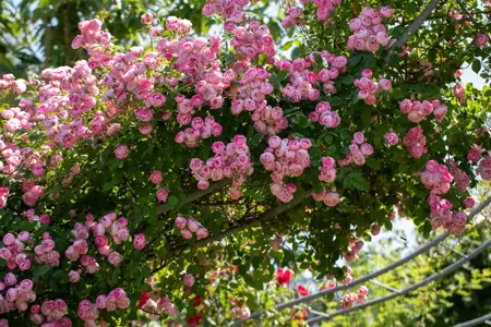 Rosa (K) 'Raubritter' - 4 Ltr pot - image 3