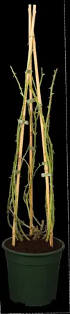 Rosa (K) 'Sanders White Rambler' - 4 Ltr pot - image 1