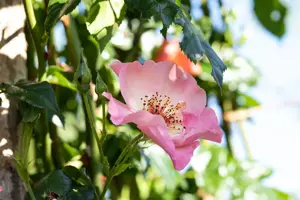 Rosa (K) 'Summer Wine'