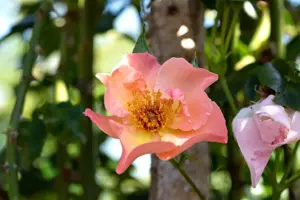 Rosa (K) 'Summer Wine' - 150-175 CM C5 Caned - image 3
