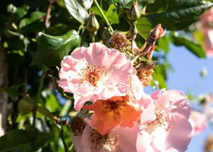 Rosa (K) 'Summer Wine' - 150-175 CM C5 Caned - image 2