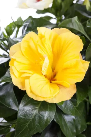 Rosa (K) 'That's Jazz'? - 150-175 CM C5 Caned - image 1