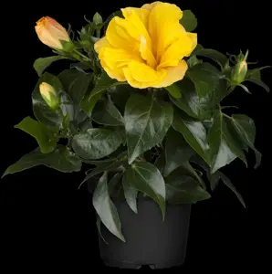 Rosa (K) 'That's Jazz'? - 150-175 CM C5 Caned - image 2