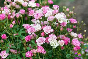 Rosa 'Lilly Rose Wonder 5' - 2 Ltr pot - image 2