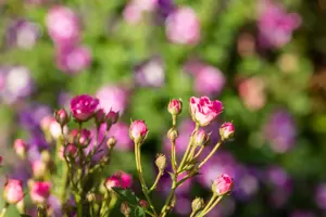 Rosa 'Lilly Rose Wonder 5' - 2 Ltr pot - image 4