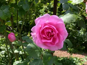 Rosa 'Mrs John Laing'