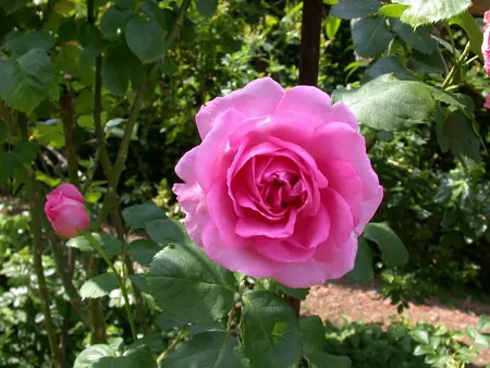 Rosa 'Mrs John Laing' - 4 Ltr pot - image 1