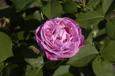 Rosa 'Mrs John Laing' - BUSH, bare root - image 3