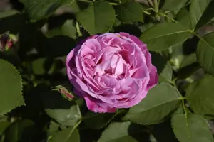 Rosa 'Mrs John Laing' - BUSH, bare root - image 3