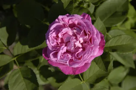 Rosa 'Mrs John Laing' - 4 Ltr pot - image 2