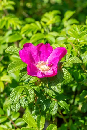 Rosa nitida - 20-30 CM C2 - image 2