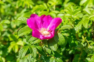 Rosa nitida - 30-40 CM C2 - image 1