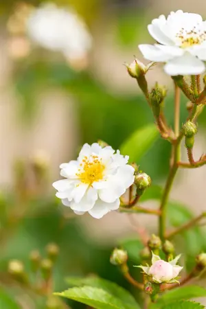 Rosa (o) multiflora - 40-60 CM C2 - image 4