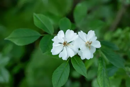 Rosa (o) multiflora - 40-60 CM C2 - image 2