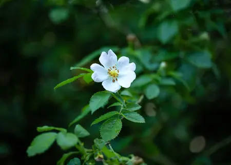 Rosa (o) multiflora - 100-125 CM C10 - image 1