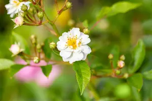Rosa (o) multiflora - 40-60 CM C2 - image 3