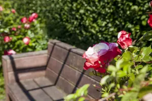 Rosa (P) 'Fairy King' - 1.5 Ltr pot - image 5