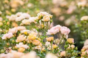 Rosa (P) 'Yellow Fairy'