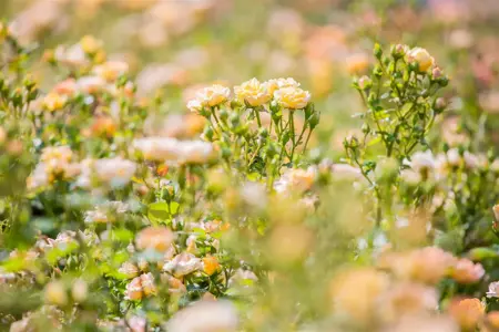 Rosa (P) 'Yellow Fairy' - 1.5 Ltr pot - image 2