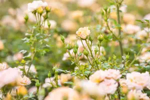 Rosa (P) 'Yellow Fairy' - 2 Ltr pot - image 4
