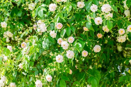 Rosa 'Paul's Himalayan Musk'  - 200-250 CM C20 - image 1