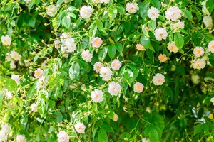 Rosa 'Paul's Himalayan Musk' - 200-250 CM C20 - image 2