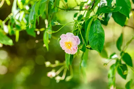 Rosa 'Paul's Himalayan Musk'  - 200-250 CM C20 - image 2