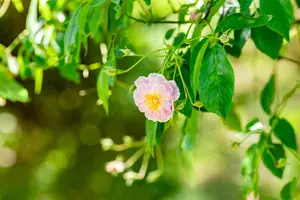 Rosa 'Paul's Himalayan Musk'  - 200-250 CM C20 - image 2