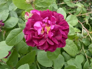Rosa (R) 'Hansa'